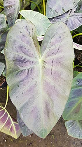 Colocasia esculenta ROYAL HAWAIIAN® 'Aloha' / Oreille d'éléphant géante couleur violet à nervure centrale vert clair/Conteneur de 2 à 2.9 litres