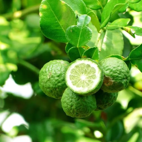 Bergamotto Citrus × bergamia pianta innestata in fitocella Agrumi di Sicilia, Made in Italy, Vivaio di Castelletto
