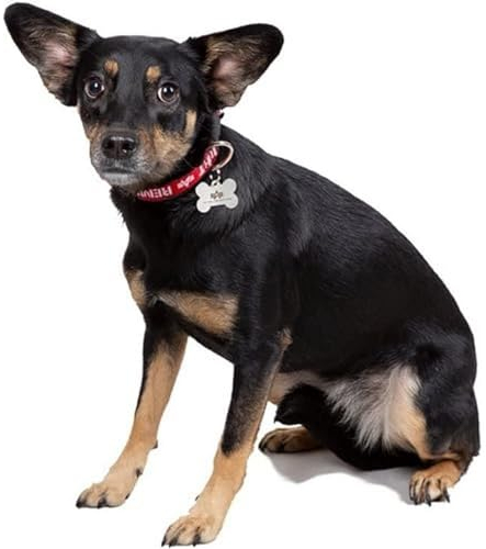 Alpha Industries RBF Dog-Tag Collar stylisches Hundehalsband Black