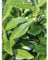 Kirschlorbeer Lorbeerkirsche Genolia 140-160 cm. 8 St. Kirschlorbeer Hecke