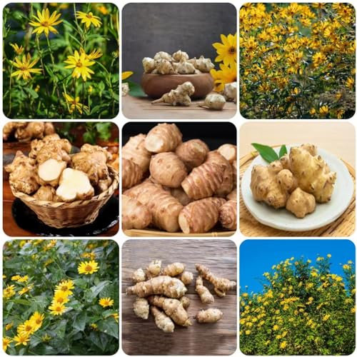 150 pcs topinambur pflanze kaufen samen - zimmerpflanze bio saatgut gartenkräuter,Helianthus tuberosus, garten geschenke für männer gewächshaus balkon pflanzensamen ausgefallene geschenke