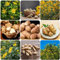 150 pcs topinambur pflanze kaufen samen - zimmerpflanze bio saatgut gartenkräuter,Helianthus tuberosus, garten geschenke für männer gewächshaus balkon pflanzensamen ausgefallene geschenke