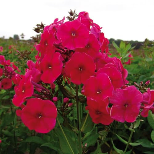 Garden Phlox 'Red Riding Hood'. Plug Plant x 4. Fragrant Perennial Flowers for Cutting & Cottage Gardens. Available from Bedwen Plants