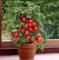 100 Healthful „Indigo Rose“ Darkest Tomate sät DIY Hausgarten Gemüse Freies Verschiffen 6