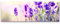 Paul Sinus Art Leinwandbilder | Bilder Leinwand 150x50cm Lavendel im Sonnenschein