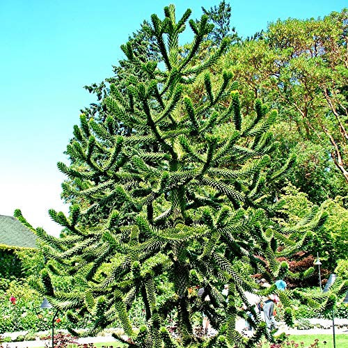 Evergreen Conifer Specimen Tree Araucaria araucana Monkey Puzzle Tree Hardy Evergreen Garden Plants Easy to Grow Your Own for Larger Gardens 1x 7cm Pots by Thompson and Morgan (1)