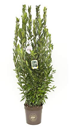 Laurus nobilis, Alloro, Cespuglio, Pianta vera in vaso Vannucci Piante, Pianta da terrazzo (cod. 7) (1x)