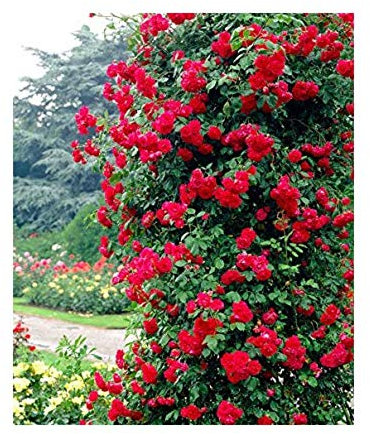 Rose Bare Root 'Pauls Scarlet' Plant Climbing Semi Double Bright Scarlet Red by Plug Plants Express Limited