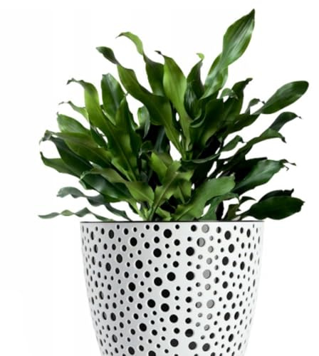 B2C Flowerpot plant pot planter Elza Plastic Crystal Modern Decorative Small Medium Large (15cm, Black)