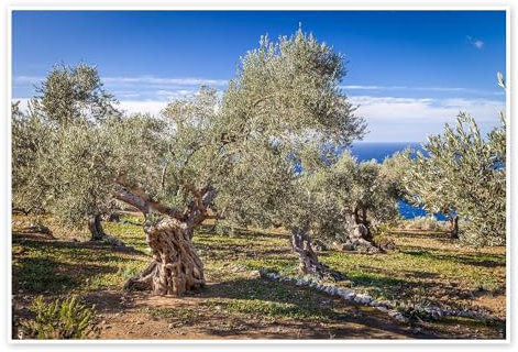 Posterlounge Alte Olivenbäume auf Mallorca (Spanien) Poster von Christian Müringer 30 x 20 cm Wandbilder Wanddeko