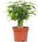 Ficus benjamina Green Kinky Weeping Fig Live Indoor Houseplant in 14cm Pot
