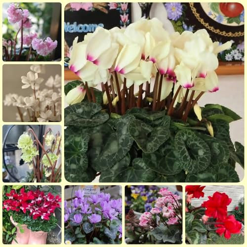 Semi di ciclamino - Piante resistenti per il giardino Ciclamino persico, piante invernali per esterno semi di piante piante d'appartamento fiori autunnali resistenti Acquista un 100pcs