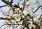 Schlehe Schwarzdorn Prunus spinosa Topf gewachsen winterhart und schnittverträglich (80-100cm)
