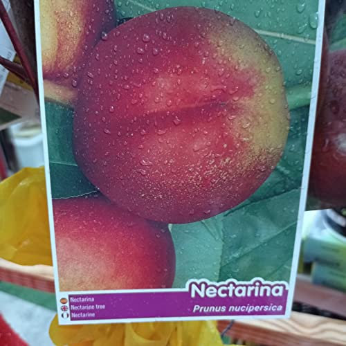 LA IBERICA Arbre fruitier noir