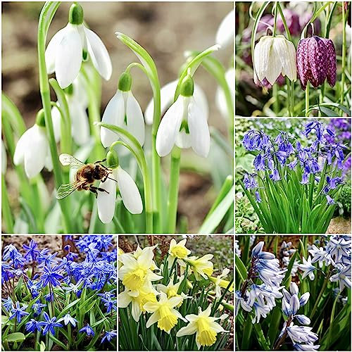 30 x Woodland Naturalising Bulbs Collection - Winter to Spring Flowering Bulbs - Snowdrops, Bluebells, Fritillaria, Wild Daffodils, Puschkinia, Scilla, for Planting Now UK - Free UK P&P