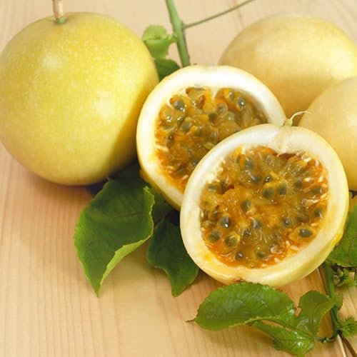 10 Graines de Fruit de la Passion JAUNE – Passiflora edulis - Fruit Tropicale - Jardin - 358