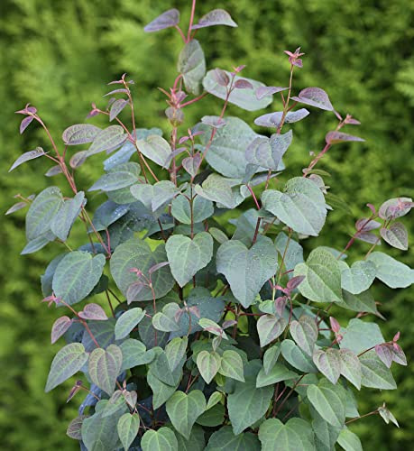 Judasblattbaum 60-80cm - Cercidiphyllum japonicum - lebende Gartenpflanze aus den Baumschulen
