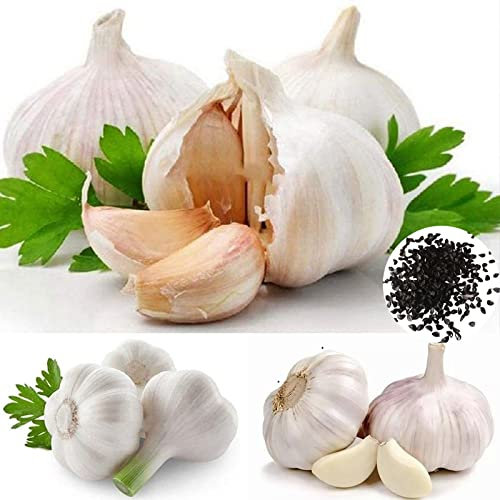50 Pcs/Sac Graines D'ail Dégustation Non-OGM Bonne récolte Graines Pleine Soleil Graines