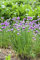 Allium schoenoprasum ca. 9x9 cm Topf - Schnittlauch, violette Blüten, Blütezeit Mai-August, ideal für Kräutergärten, bienenfreundlich, pflegeleicht