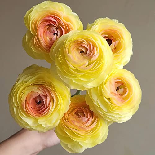 Ranunkeln Zwiebeln Winterhart 6 Gelb Blumenzwiebeln MehrjäHrig Winterhart Ostern Geschenke Ranunkeln Zwiebeln FrüHlingsblumen Blumenzwiebeln FrüHblüHer Balkonpflanzen
