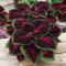 Aachondra 100pcs Dragon Coleus Semi di piante Borgogna verde