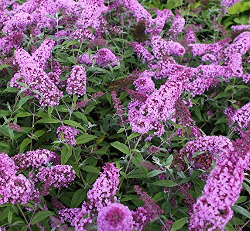 Buddleja davidii Pink Delight 25-30 cm Schmetterlingsflieder Sommerflieder - Fliederspeer