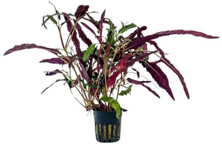 AquaOne Plante de terrarium Hemygraphis Exotica I Plantes de paludarium vivantes Forêt tropicale Plantes de terrarium entièrement enracinées Décoration de terrarium