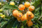 Mispel Obstbaum 20 frische Samen dieser Saison Ernte