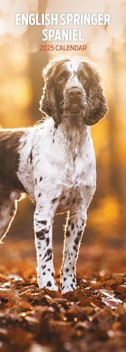 Englischer Springer Spaniel 2025 schmaler Kalender