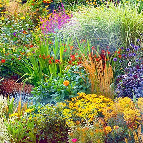 Perennial Border Collection Mix of Seasonal Hardy Cottage Garden Plants that are Quick to Establish Instant Impact, Ideal for Borders, Pots & Containers 6 x 1 Litre Pots by Thompson & Morgan