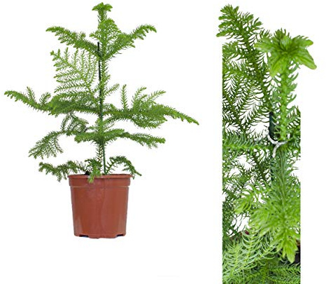 1x Zimmertanne in verschiedenen Groessen - 50cm - Norfolktanne, Araukarie, Araucaria heterophylla - Zimmer Pflanze, Tanne im Topf - immergrüe Schmucktanne/Nadelbaum