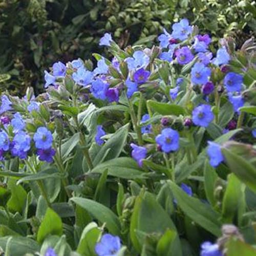 6 x Lungenkraut 'Azurea' - Pulmonaria Angustifolia 'Azurea' Topf 9x9cm: Blaue Akzente für schattige Standorte