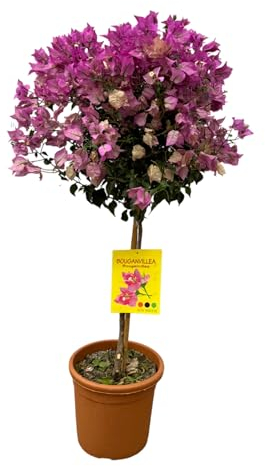Trendyplants - Bougainvillier sur tige - Plante de jardin - Hauteur 90-110 cm - Taille du pot Ø21cm