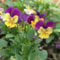 Saterkali Semi di viola del pensiero, 100 pezzi di semi di viola del pensiero selvatico pianta giardino domestico bonsai fiore viola-tricolore decorazioni fai da te Semi di viola del pensiero