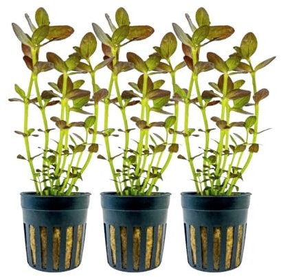 AquaOne Aquarium 3 Stück Pflanze Bacopa salzmannii Purple I Wasserpflanze Aquariumpflanze Stängelpflanze voll durchwurzelt Aquascaping Dekoration