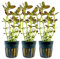 AquaOne Aquarium 3 Stück Pflanze Bacopa salzmannii Purple I Wasserpflanze Aquariumpflanze Stängelpflanze voll durchwurzelt Aquascaping Dekoration