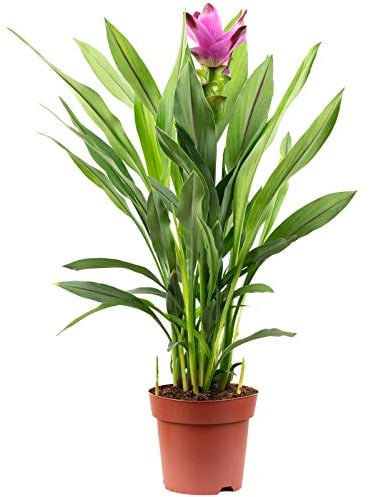 Kurkuma - echte Zimmerpflanze, Curcuma - Höhe ca. 55 cm, Topf-Ø 14 cm