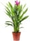 Kurkuma - echte Zimmerpflanze, Curcuma - Höhe ca. 55 cm, Topf-Ø 14 cm
