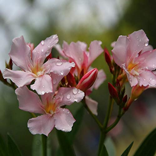 AchidistviQ 50 Pz Semi Di Oleandro Di Colore Misto Semi Di Piante Sempreverdi Semi Di Nerium Oleander Non OGM Per Piantare Giardino Cortile Di Casa Semi di Nerium oleandro