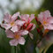 AchidistviQ 50 Pz Semi Di Oleandro Di Colore Misto Semi Di Piante Sempreverdi Semi Di Nerium Oleander Non OGM Per Piantare Giardino Cortile Di Casa Semi di Nerium oleandro