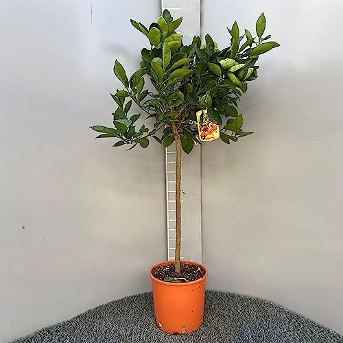 SAVINI VIVAI Pianta di Arancio Albero di Agrumi Arancio Navellina in Vaso da 24 cm Altezza 90-110 cm 3-4 Anni di innesto Made Italy