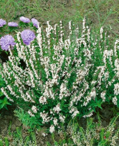 Hyssopus officinalis 'Alba' ca. 9x9 cm Topf - Weißer Ysop, weiße Blüten, Blütezeit Juni-September, ideal für Kräutergärten, bienenfreundlich, pflegeleicht