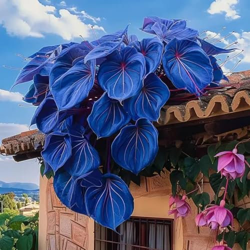 500 Semi di Ipomea a Foglie Colorate – Pianta Rampicante Decorativa per Balcone e Giardino, Rampicante con Fogliame Colorato, Semi di Vite per Giardinaggio (Blu)