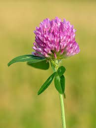 Red Clover Seed 200g Green Manure CSH