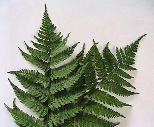 250 Semi di Spore del Legno Felce del Nord