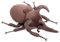 lilizzhoumax Chalcosoma caucasus Käfer Plüschtier 25cm/10”, Simuliertes Tier Plüschtier Chalcosoma caucasus Käfer Realistische Insekt-Plüsch Spielzeug für Wilde Tiere, Geschenk für Kinder Stofftier