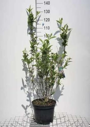 Weigela hybr. 'Eva Rathke' - Weigelie 50-60 cm - Container