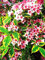 Heiß! 20 Colori 300 Hortensien Semi/Sacchetto Semi di Hortensien Fiori in Vaso Gerani Balcone Hortensien Pianta Semi Coperto
