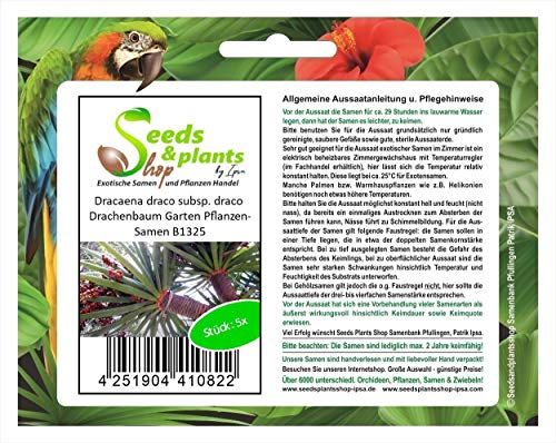 Stk - 5x Dracaena draco subsp. draco Drachenbaum Garten Pflanzen-Samen B1325 - Seeds & Plants Shop by Ipsa