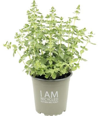 Hierba del Orégano - Planta Natural - Hierba para Cocinar - Muy Aromática